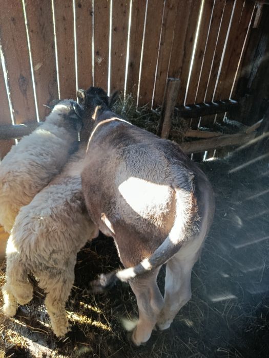 Vând junincă de 4 luni jumate