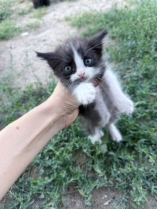 Отдам котят в добрые ручки