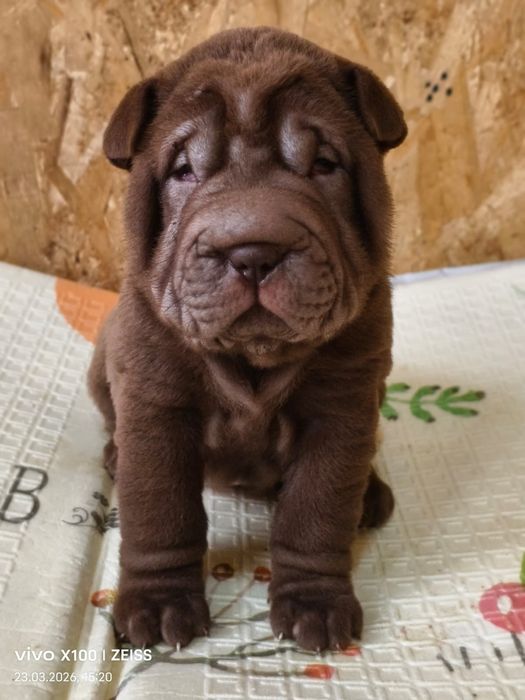 Шикарные щенки шарпея.