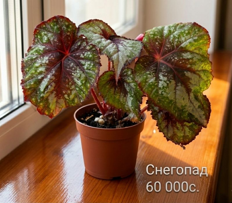 Бегонии сортовые.