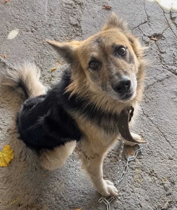 Собачка в добрые руки