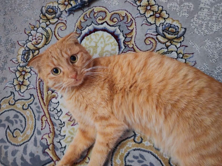 erkak mushuk skottish fold sotiladi