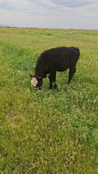 Миккимаус 7 айлық