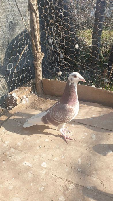 Ocazie! Vand mascul voiajor rosu baltat sport, 2025, mama clasata!