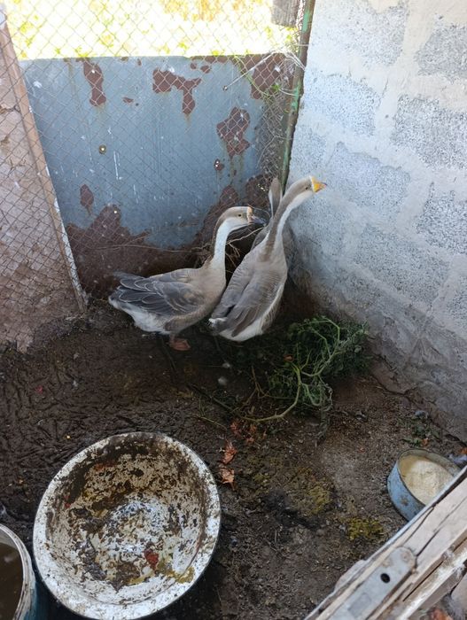 Три гуся,один самец.
