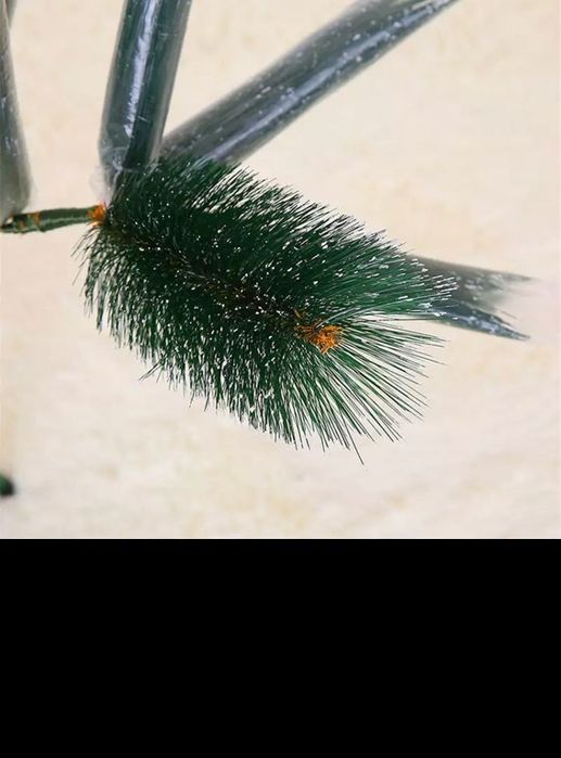 Ёлки.     .  . .