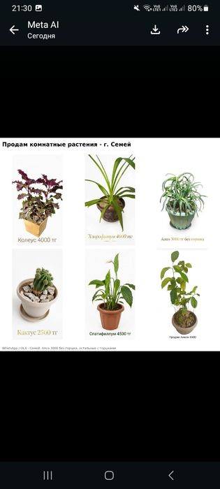 Домашние цветы ₽^&