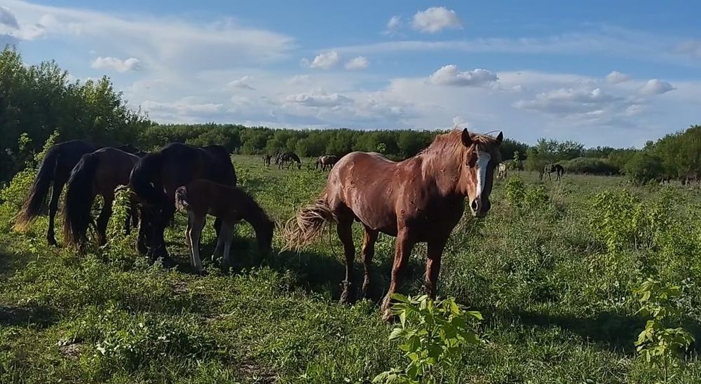 Продам тяжеловоза.