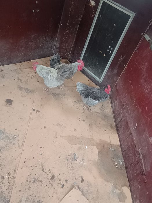 Cocosi italieni argintii