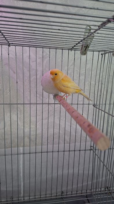 Продаю канарейку