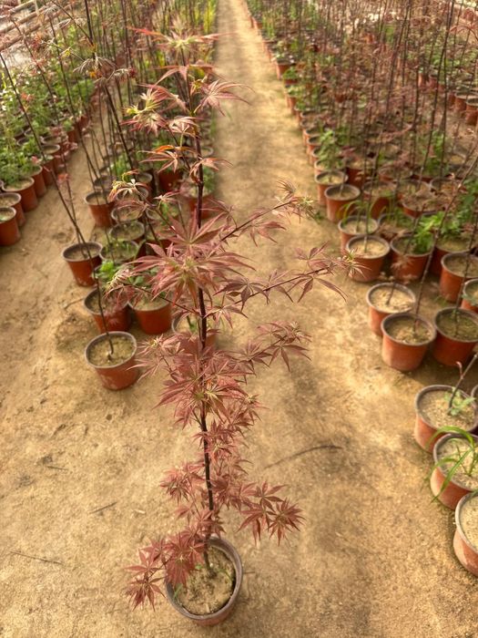 Yaponskiy klyon acer