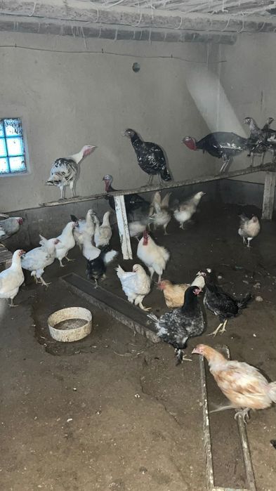 Үй тауықтары сатылады.