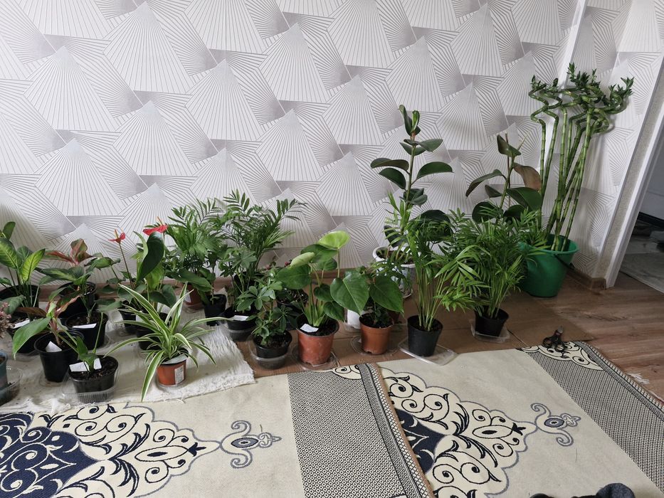 Домашние цветы дешево