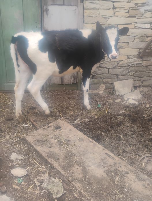 Продавам женско  теле за дамазлък