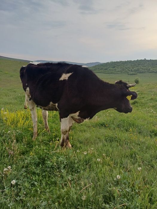 Vaca de vanzare ..