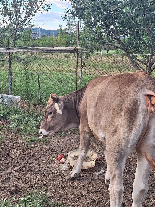 Vând vițică brună de Maramureș