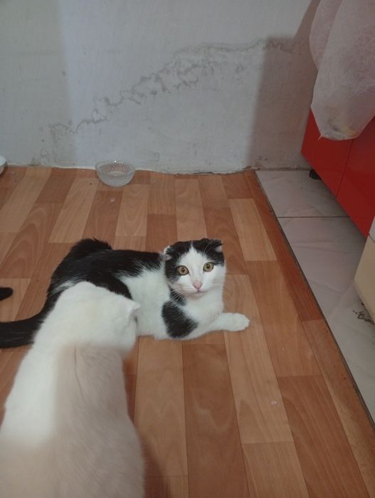 Отдам бесплатной