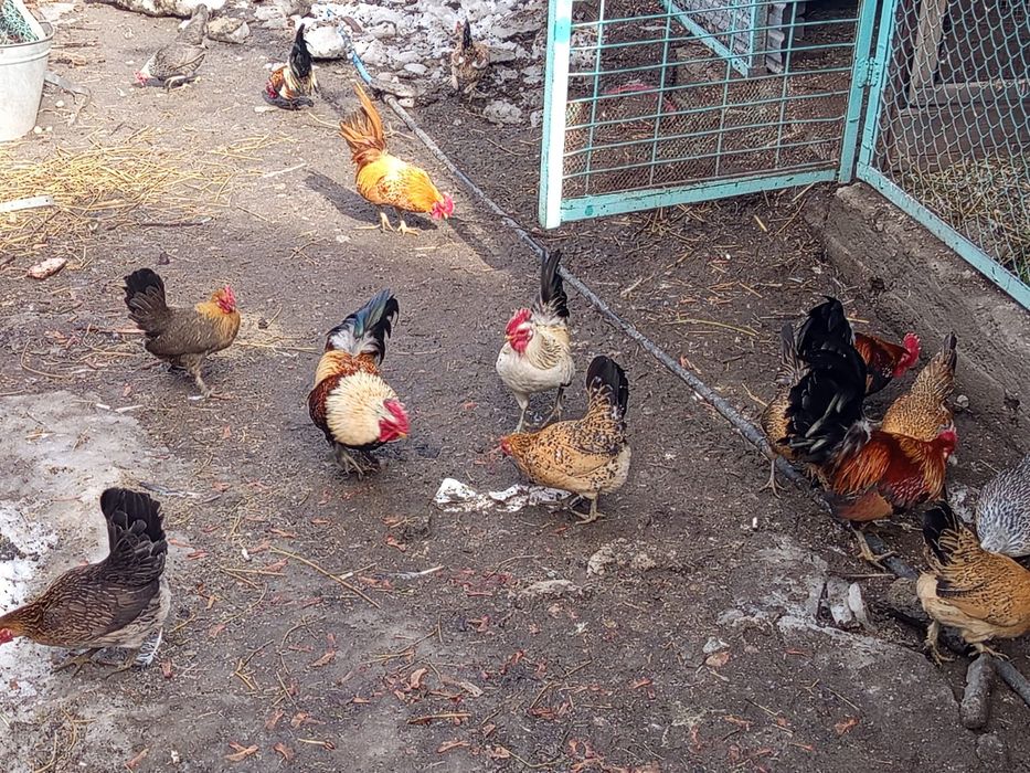 Карликовые куры г. Талгар