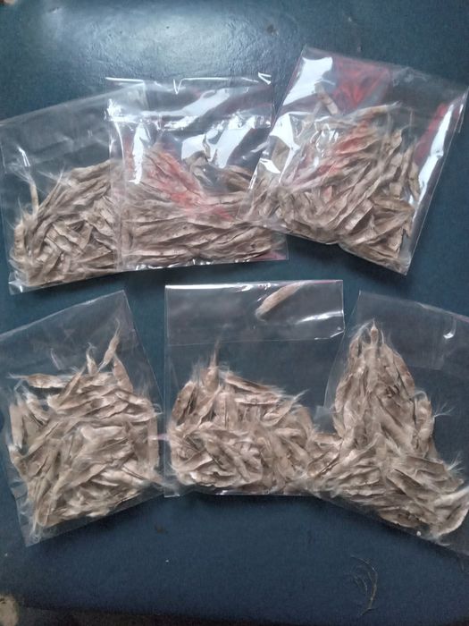 Семена [Катальпа] тұқымы