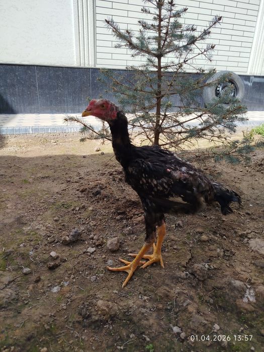 Дакан жожасотилади