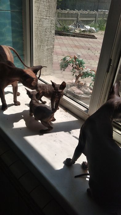 Вязка донской сфинкс