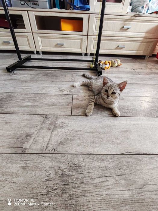Котёнок  отдам в добрые руки