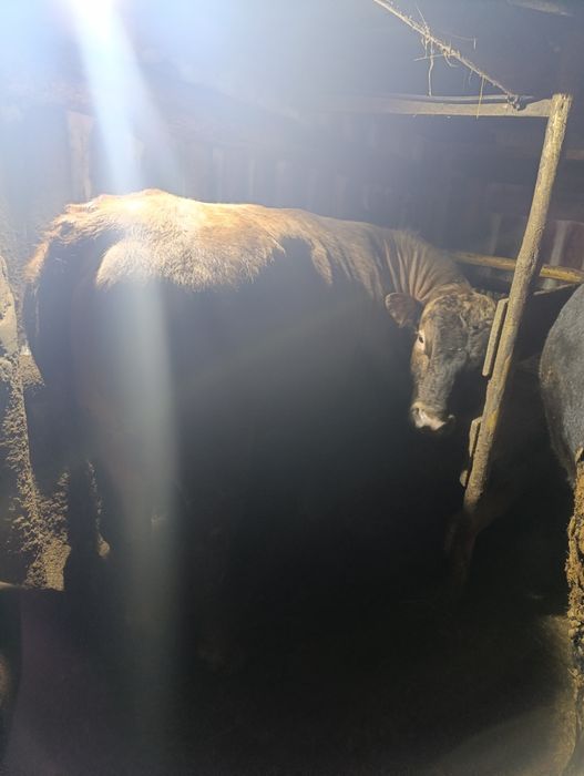 Продам быков срочно