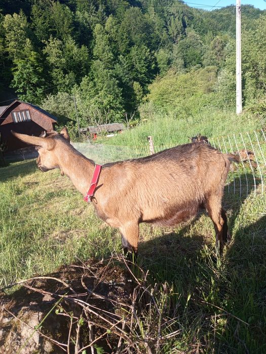 Doua Alpine Franceze !