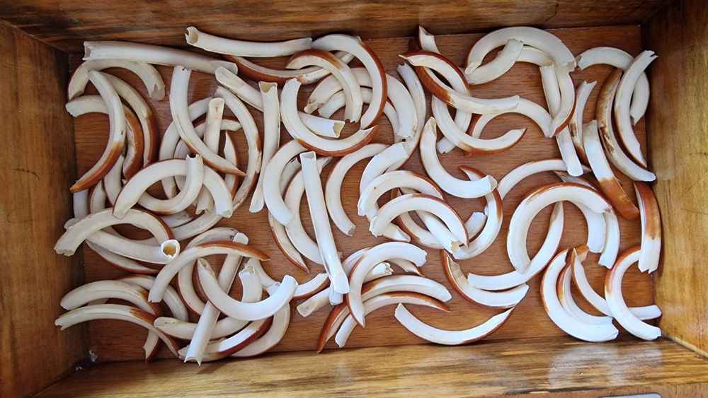 Dinti nutrie, 80 buc.