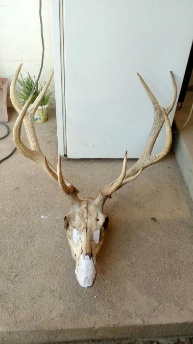 Еленски трофей(рога) с череп
