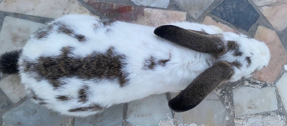 Velekan paroda quyon sotladi