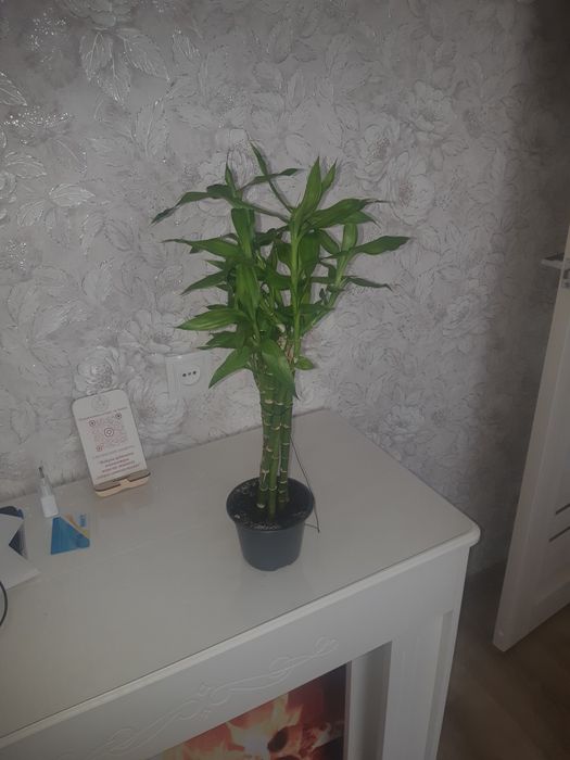 Бамбук продам. 55см