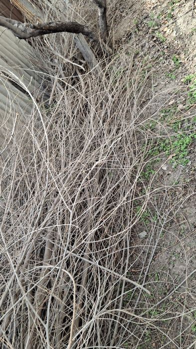 Бесплатно дрова в любое время самовывоз