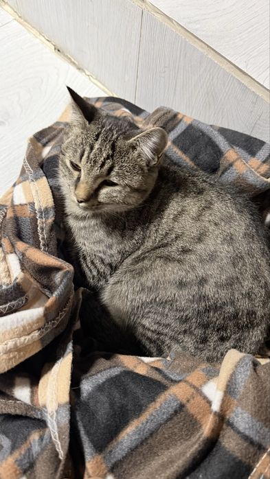 Кот мальчик молодой