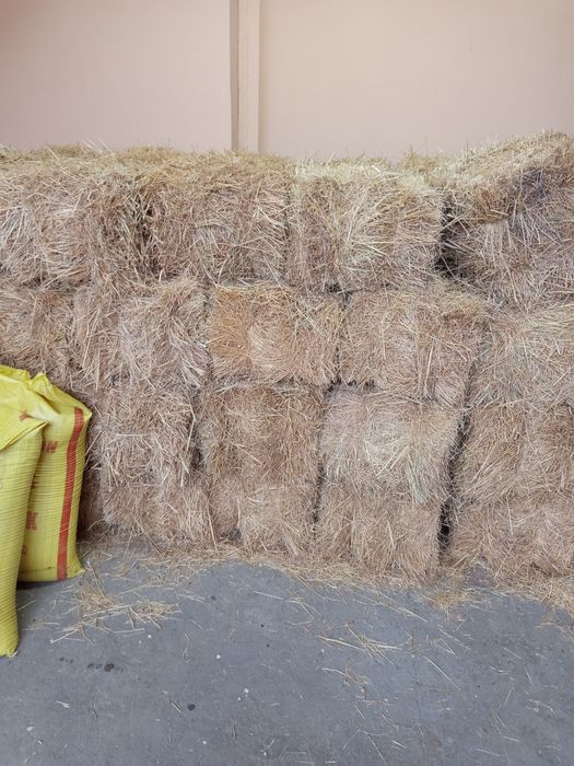 тог хашаги сони 50 дона