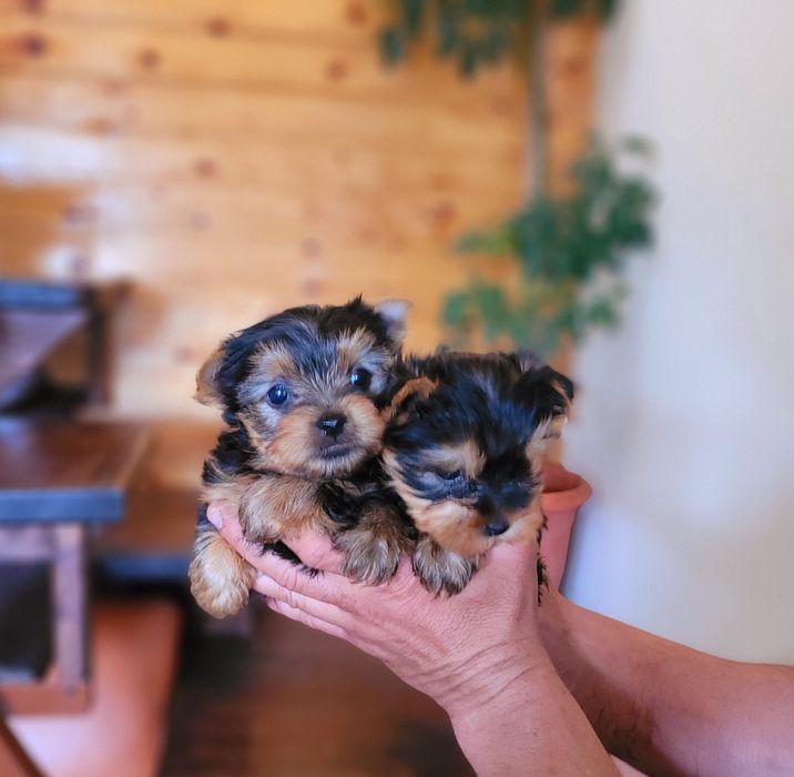 Мини Йоркширски териер