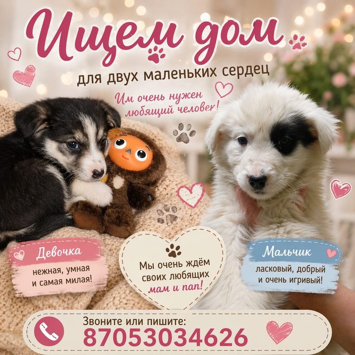 Щенки ищут семью