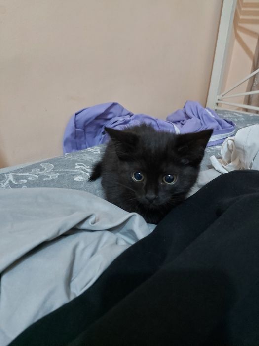 Котёнок 3 месяца