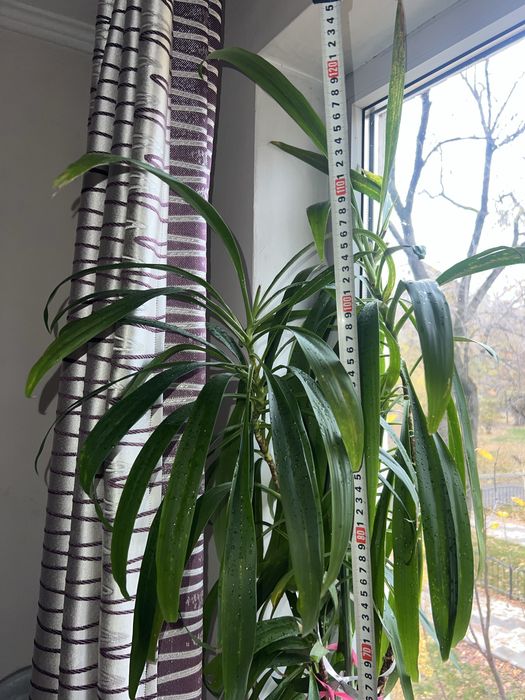 Растения крупные