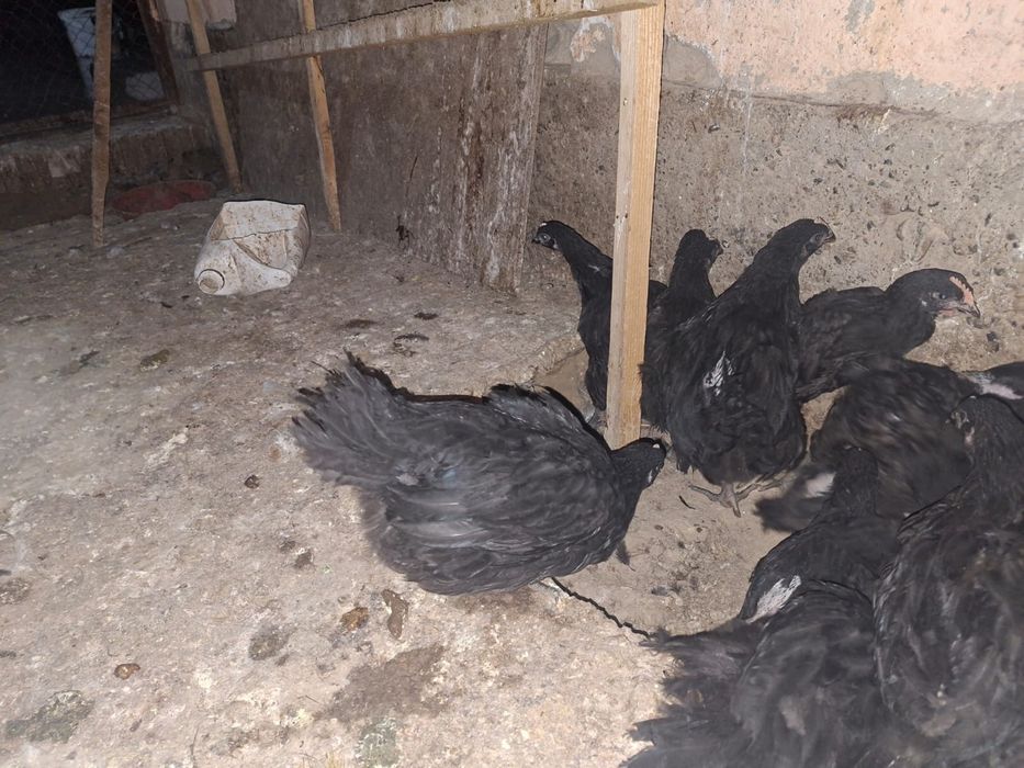 Гиган шөжектері сатылады