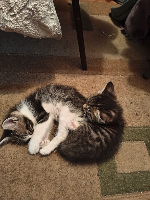 Отдам котят в хорошие руки