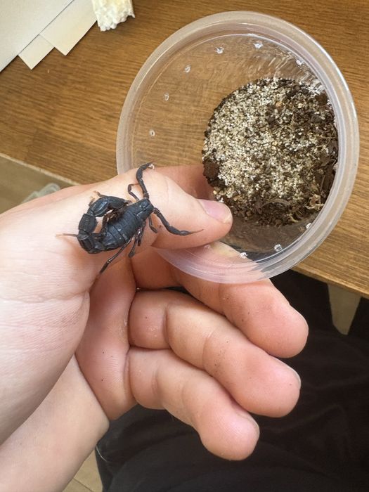 parabuthus transvaalicus 4-5in