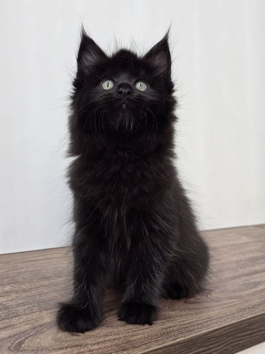 Мейн-куна девочка