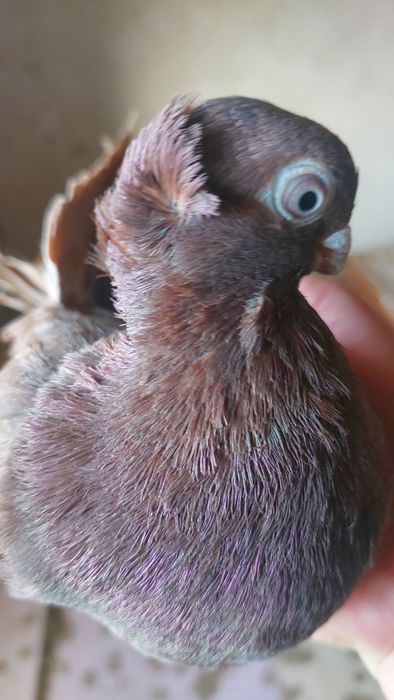 Голуби  Кептер  красный чубатый самец