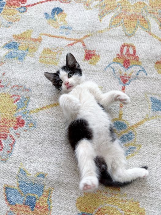 Котенок ищет себе семью