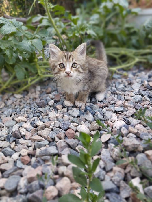 Котята бесплатно
