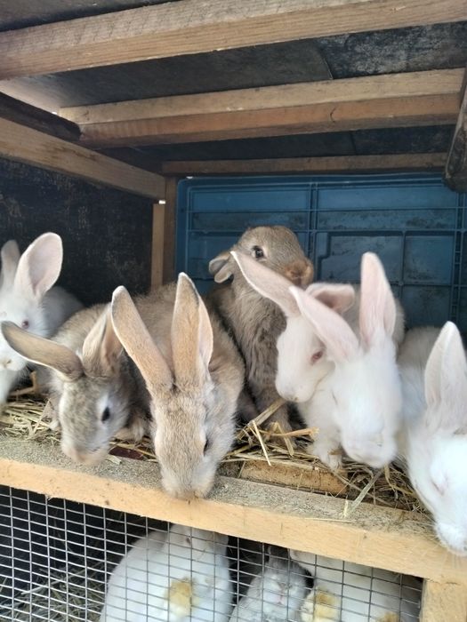 Iepuri de diferite vârste de vânzare.