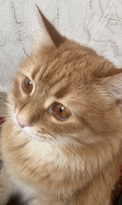 Отдам добрые руки