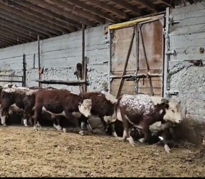 Букалар таза акбас 30