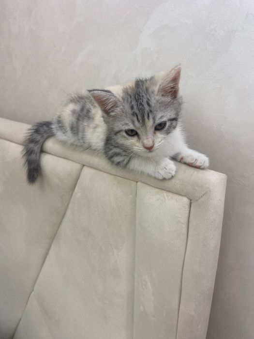 Кошка бесплатно